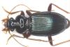 Leistus spinibarbis